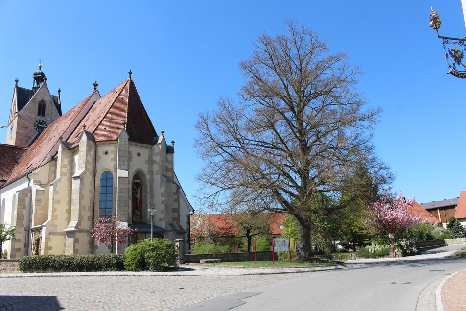 Kirche St. Martin im Sonnenlicht und blühenden Pflanzen und Bäumen